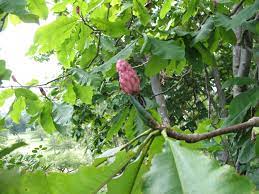 The only cucumber tree is the only species of magnolia native to north america, in ontario, it is restricted to a few locations in norfolk county and the niagara region.the cucumber tree can grow to be as tall as 30 meters. Magnolia Acuminata Cucumber Magnolia Fruit Sandy S Plants Disease And Insect Id Blog