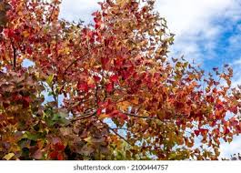 Image result for Sapium