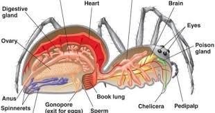 Digestive System Spider Anatomy Animal Bones