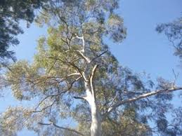Image result for Eucalyptus sp.