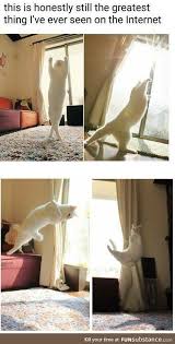 Cat Yoga That S Why People Call One Of The Yoga Poses The Downward Facing Cat Or Something Gorgeous Cats Cute Baby Animals Cute Animal Memes