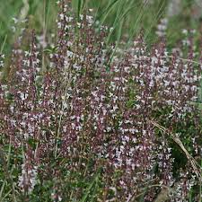 Image result for Syncolostemon