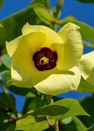 Image result for Hibiscus tiliaceus