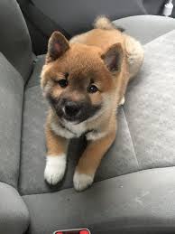 Cute Shiba Inu Puppies Cutest Shiba Inu Puppy Ask Me Anything Aww Cuteshibainu Cute Puppies Cute Animals Cute Dogs