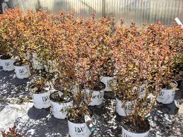 Ninebark (physocarpus opulifolius) coppertina™ is an attractive flowering shrub, native to eastern north america. Coppertina Ninebark Knippel Garden Centre