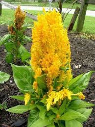 Plants C Celosia Page 1 Plants Outdoor Plants Celosia Flower