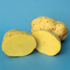 (ireland, a country whose diet once relied almost entirely on the potato. Yukon Gold Potato Potatoes Vermont Bean Seed Company