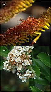 Image result for Teedia lucida