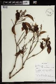 Image result for Allophylus rubifolius