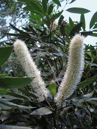 Image result for Cunonia capensis