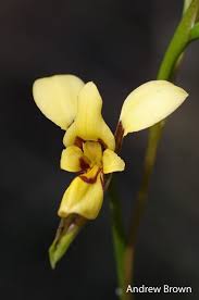 Image result for Vepris drummondii