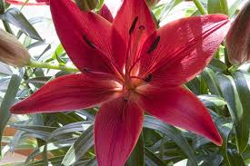 زهور الزنبق أو Lilium  Images?q=tbn:ANd9GcQTgxVzaED4er2cl9agGbCWt-zMixkPDscEUH0aXXtZJ8qebbpG