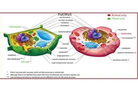 So, just how many mitochondria are present in a cell? Performing Specific Functions The Statesman