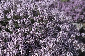 Check spelling or type a new query. How To Grow And Care For Creeping Thyme