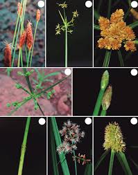 Image result for Bulbostylis pusilla