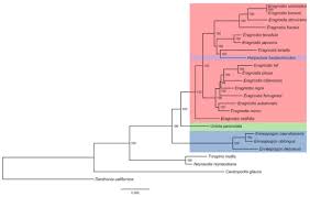 Image result for Harpachne