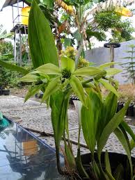 Maybe you would like to learn more about one of these? Terbaru 30 Ciri Ciri Anggrek Hitam