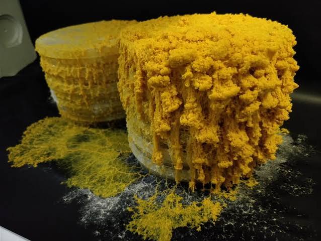 A Slime Mold Called Le Blob | Joyful Microbe