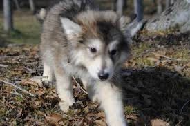 Find your perfect stud dog today, free to advertise, free to join, browse over 16800 stud dogs now. Pin On Malamute Collie Gsd Puppy Search