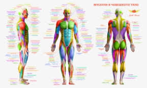 The front of the thighs consist mostly of the quadriceps. Muskuli V Choveshkoto Tyalo Body Muscles Anatomy Free Main Muscle Groups Front And Back Transparent Png 6819x4308 Free Download On Nicepng