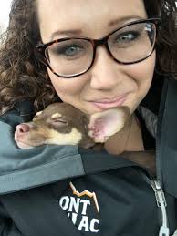 Is my Chihuahua a deer head or an apple head?