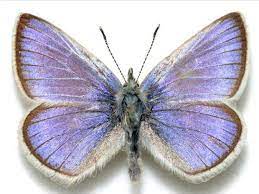 We did not find results for: Xerces Blue Butterfly Dinopedia Fandom