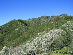 Image result for Chascanum adenostachyum