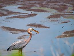Maybe you would like to learn more about one of these? Montezuma National Wildlife Refuge Go Finger Lakes