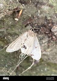 Image result for Operophtera fagata
