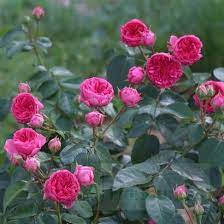 Candy Rokoko Flowers Rose Candy
