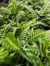 Image result for Rumohra adiantiformis