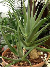 Check spelling or type a new query. Large Aloe Vera Plant Aloe Vera Plant Plants Aloe Vera Plant Indoor