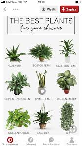 Boston Fern Houseplants Best Bathroom Plants Shower Plant Plants