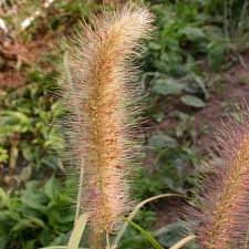 Image result for Cenchrus polystachios