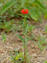 The holes should be about a quarter of an inch (.6 centimeter) deep for the zinnias to grow safely. Zinnia Peruviana Wikipedia