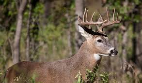 Maybe you would like to learn more about one of these? Protecting Your Trees During Deer Mating Season In Northeast Ohio