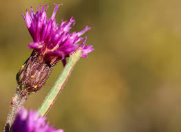 Image result for Vernonia melleri