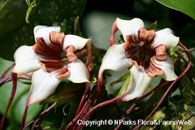 Image result for Strophanthus