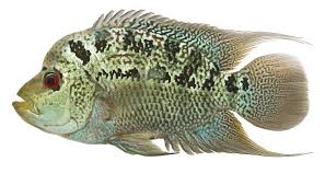 Types Of Flowerhorn Fish Animals Mom Me