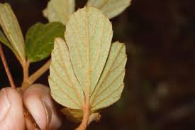 Image result for Rhoicissus tridentata
