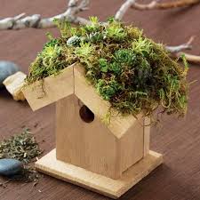 Succulent Birdhouse Olive Garden Delivery Succulents Inside Garden