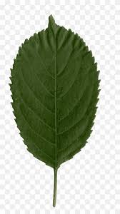 Maybe you would like to learn more about one of these? Leaf Spot Png Images Pngwing