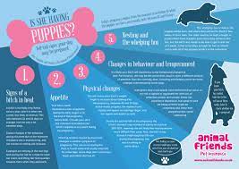 A Guide To Dog Pregnancy Animal Friends Pet Insurance