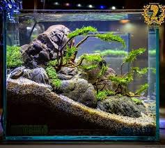 Aquaticscenery Instagram Aquariumideas Aquariumideasfreshwaterfishtanks Tropical Fish Aquarium Aquascape Aquarium Aquarium Fish