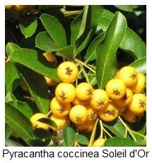 Image result for Pyracantha coccinea soleil d'or