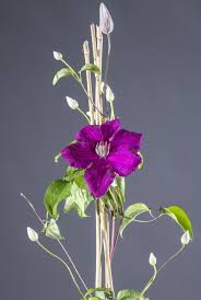 Maybe you would like to learn more about one of these? Waldrebe Ernest Markham Clematis Hybriden Ernest Markham Gunstig Online Kaufen