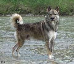 apadnosibirskaya lajka porody laek 1 1 russkie lajki 1 2 drugie lajki