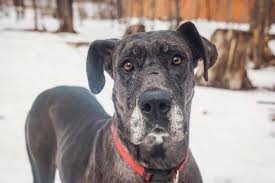 4boys and 4 girls unaccounted for. Adopt A Great Dane