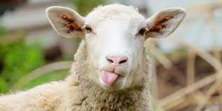 If a ram has been castrated, it is often called a wether. 120 Sheep Names For Your Flock Farmhouse Guide