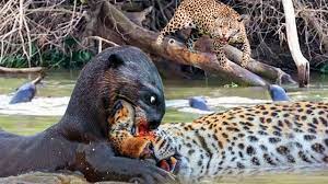Survival Battle! Jaguar vs Giant Otter Confrontation Ends with a ...